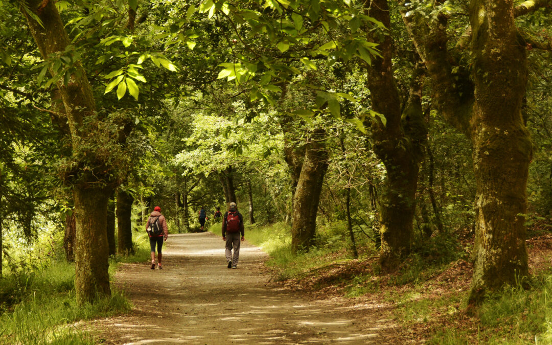 El Camino de Santiago francés: un viaje a través de la historia, cultura y tradición
