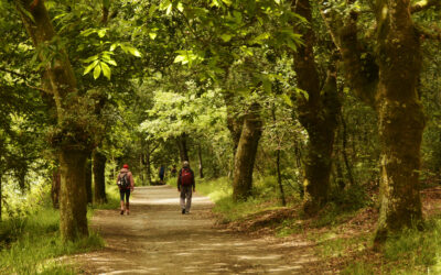 El Camino de Santiago francés: un viaje a través de la historia, cultura y tradición
